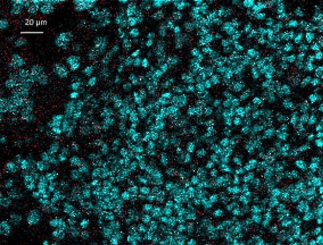 CD31/PECAM-1 Antibody (JC/70A) - Azide and BSA Free NBP2-80641