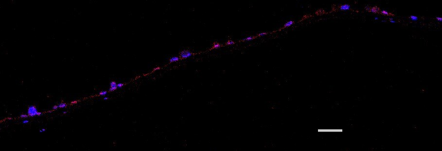 MMP-9 Antibody (4A3) - Azide and BSA Free NBP2-80855