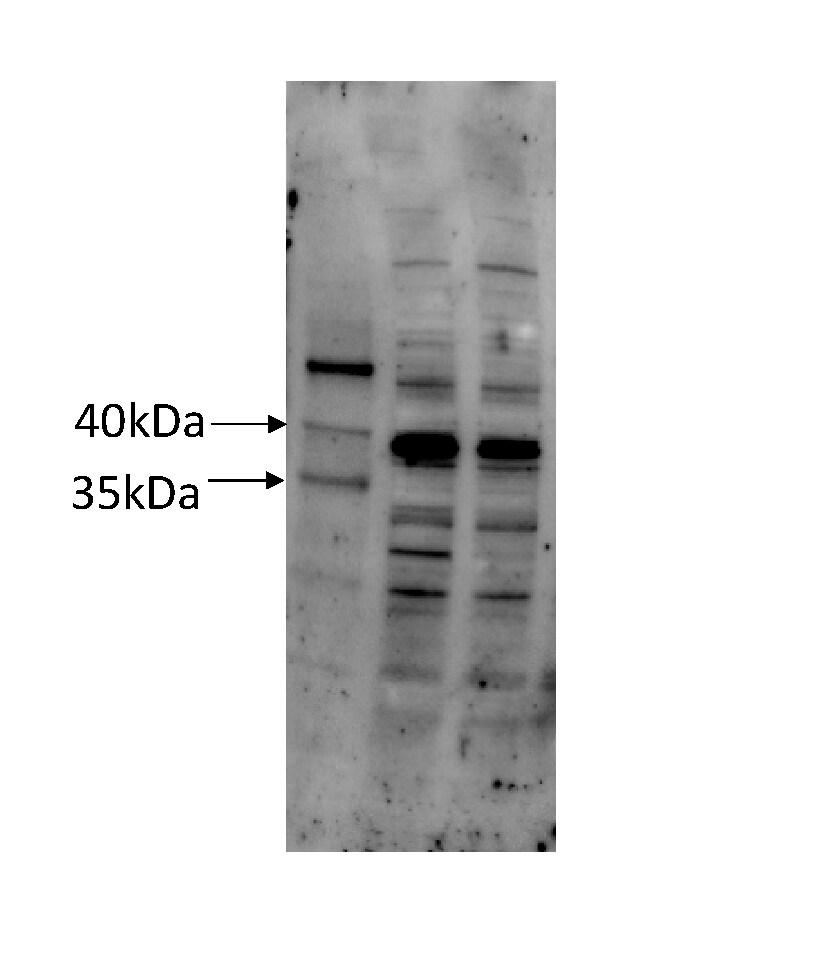 COQ5 Antibody - BSA Free NBP2-82738