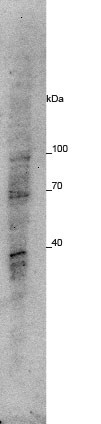 WDR45L Antibody - BSA Free NBP2-84335