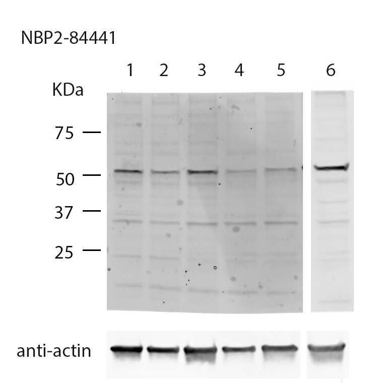 APEX2 Antibody - BSA Free NBP2-84441