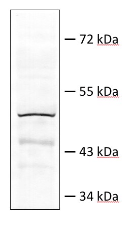 Death Ligand Signal Enhancer Antibody - BSA Free NBP2-84765
