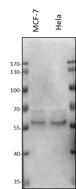CLK1 Antibody - BSA Free NBP2-87194