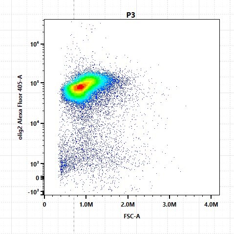 Olig2 Antibody (064) - Azide and BSA Free NBP2-89201