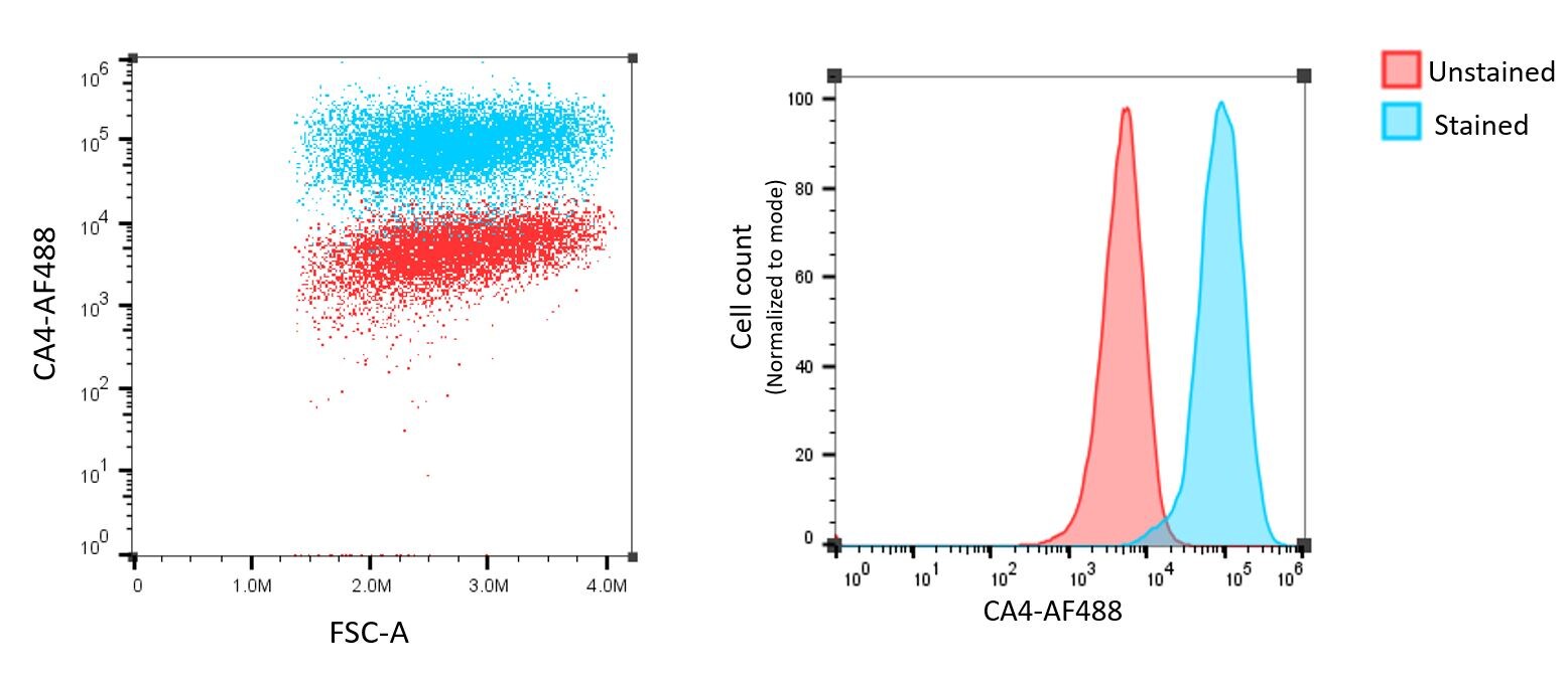 Carbonic Anhydrase IV/CA4 Antibody (039) [Alexa Fluor® 488] NBP2-89518AF488