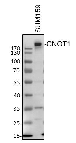 CNOT1 Antibody - Azide and BSA Free NBP2-92464