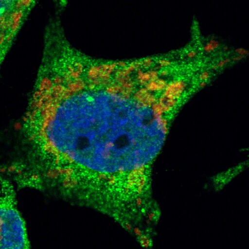 DAO Antibody - Azide and BSA Free NBP2-92892