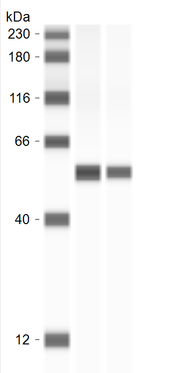 ATP5A Antibody - BSA Free NBP2-92928