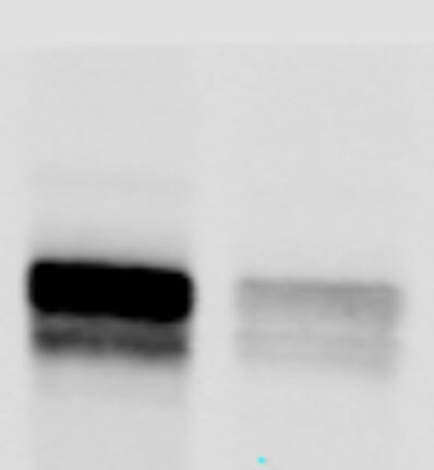 CDK8 Antibody - BSA Free NBP2-92972