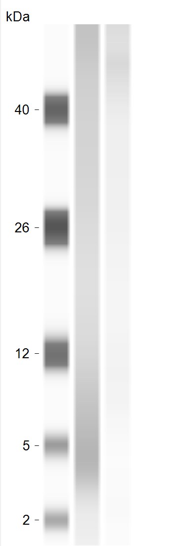NDUFA4 Antibody - Azide and BSA Free NBP2-93390