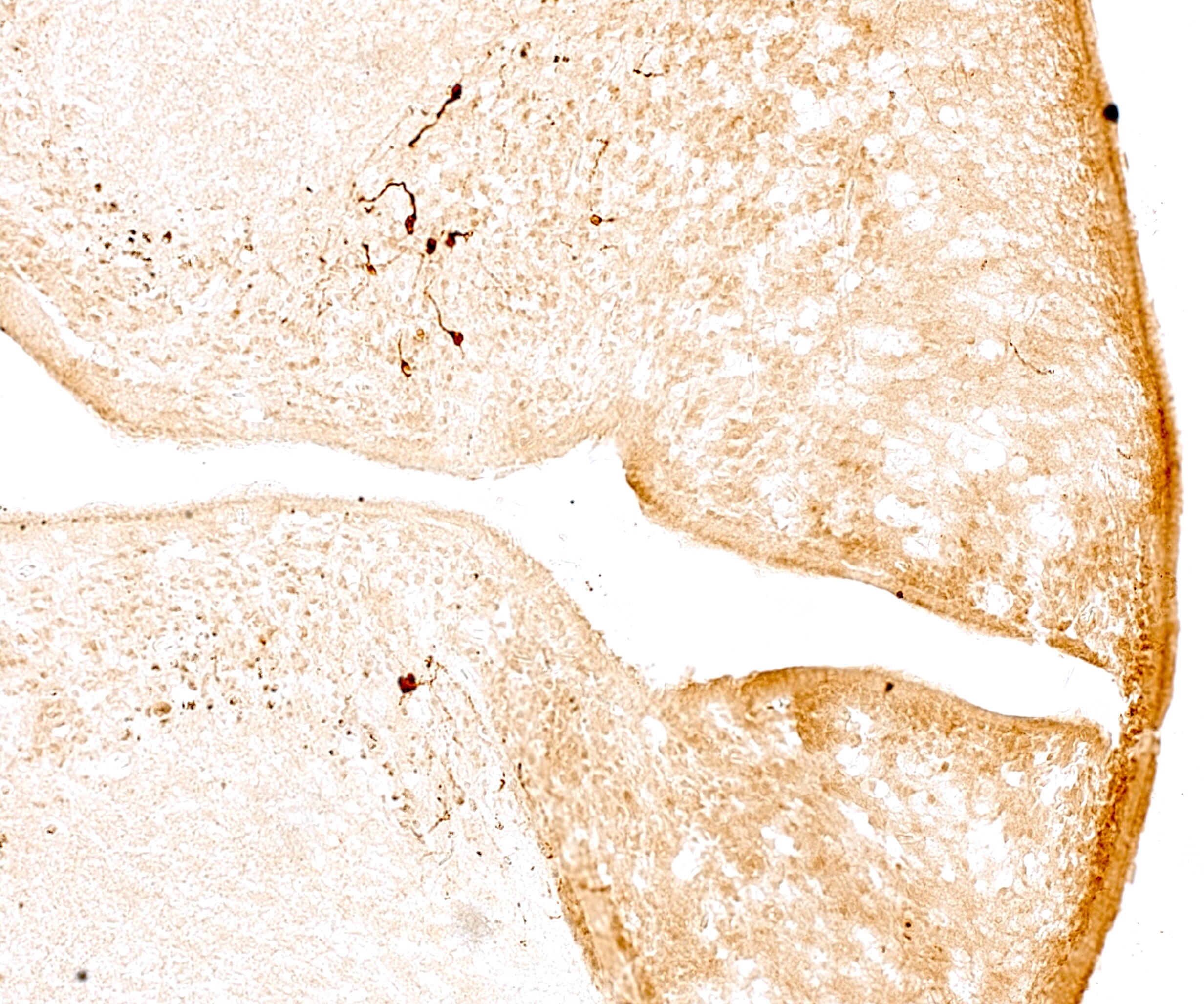 PER2 Antibody - BSA Free NBP2-93587