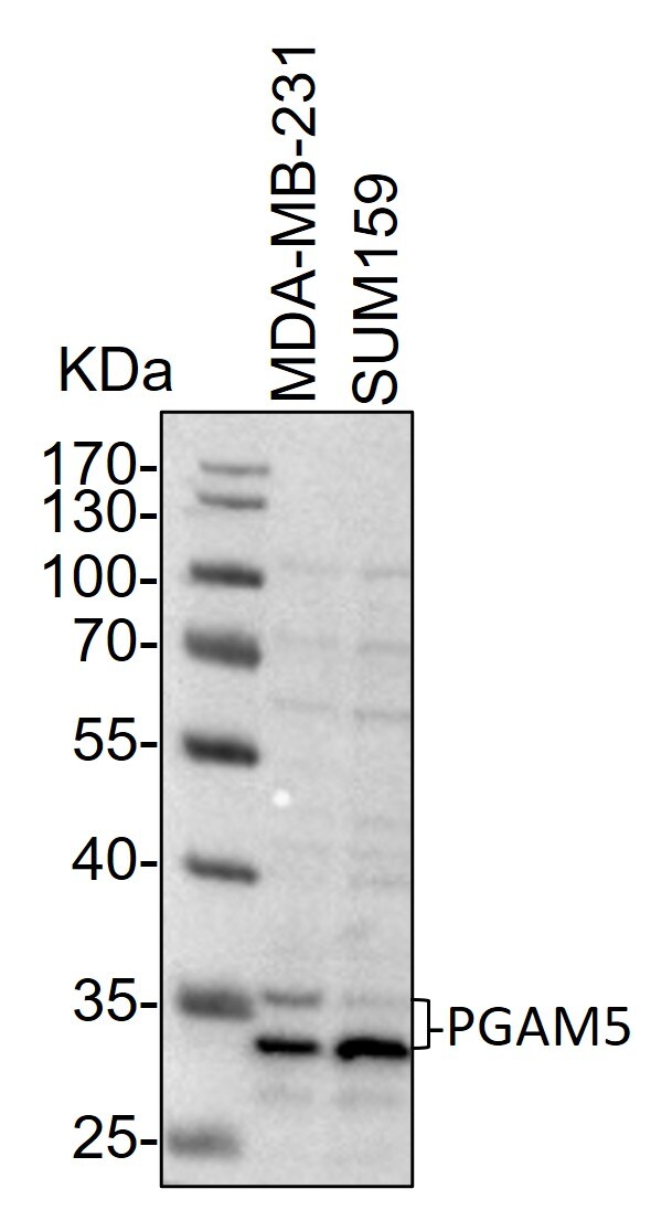 PGAM5 Antibody - Azide and BSA Free NBP2-93600