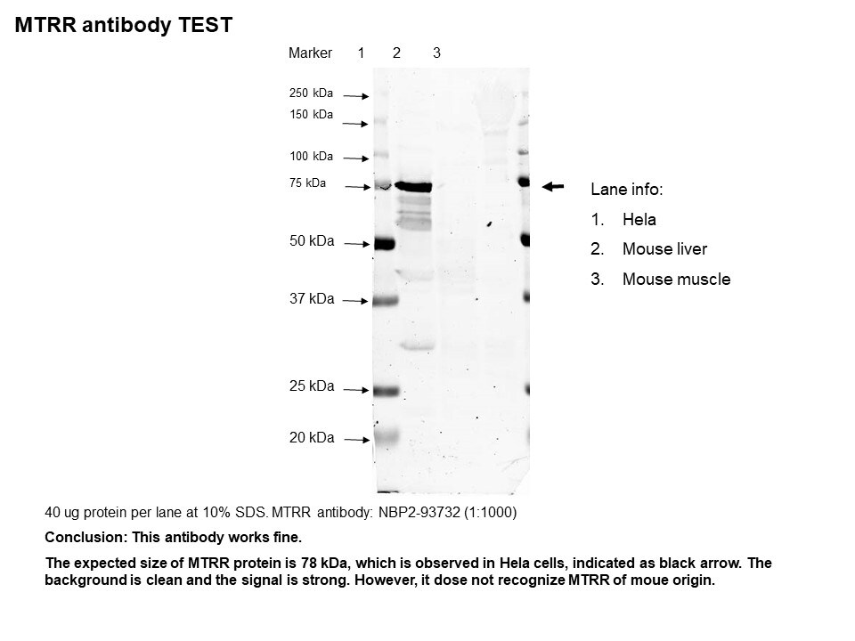 MTRR Antibody - Azide and BSA Free NBP2-93732
