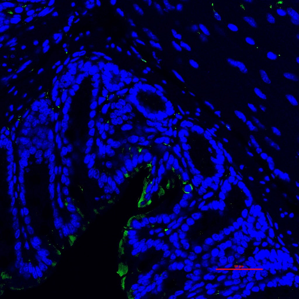 Reg3G Antibody - BSA Free NBP2-93737