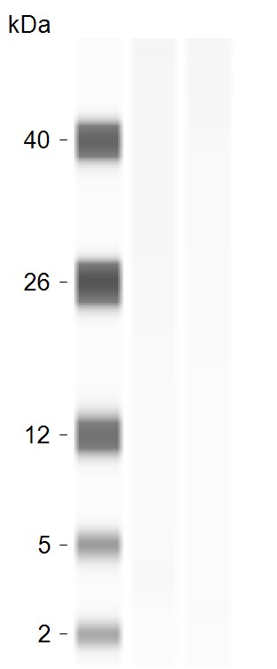 RPL28 Antibody - Azide and BSA Free NBP2-93881