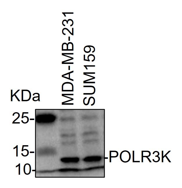 POLR3K Antibody - BSA Free NBP2-94027