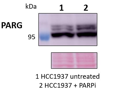 PARG Antibody - Azide and BSA Free NBP2-94199