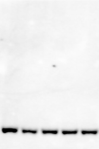 FOXG1 Antibody - Azide and BSA Free NBP3-04084