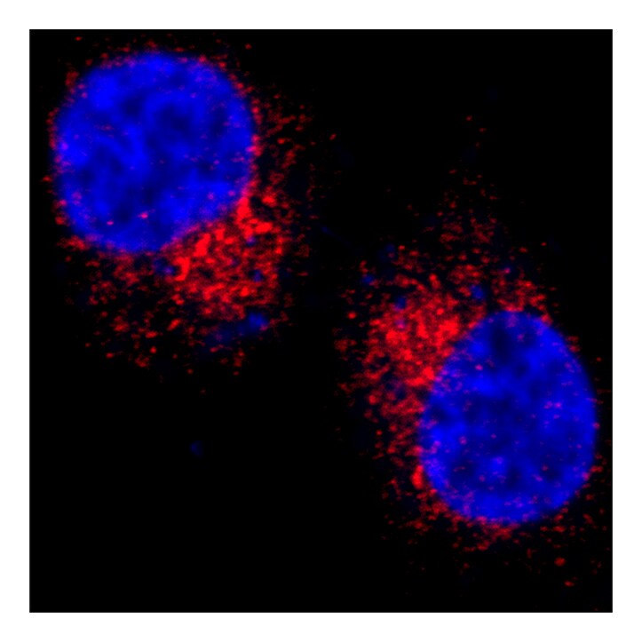 GOLGA4 Antibody - BSA Free NBP3-04456