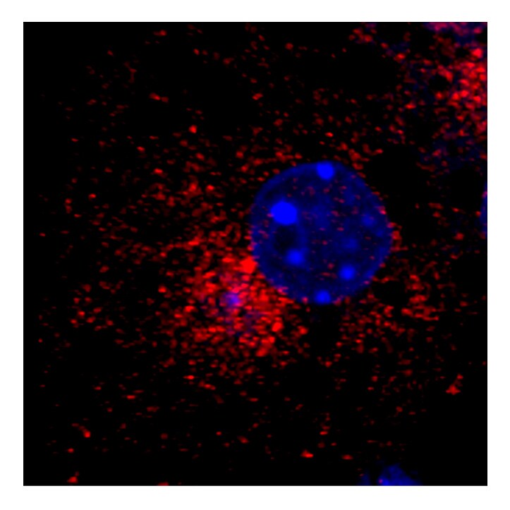 GOLGA4 Antibody - BSA Free NBP3-04456