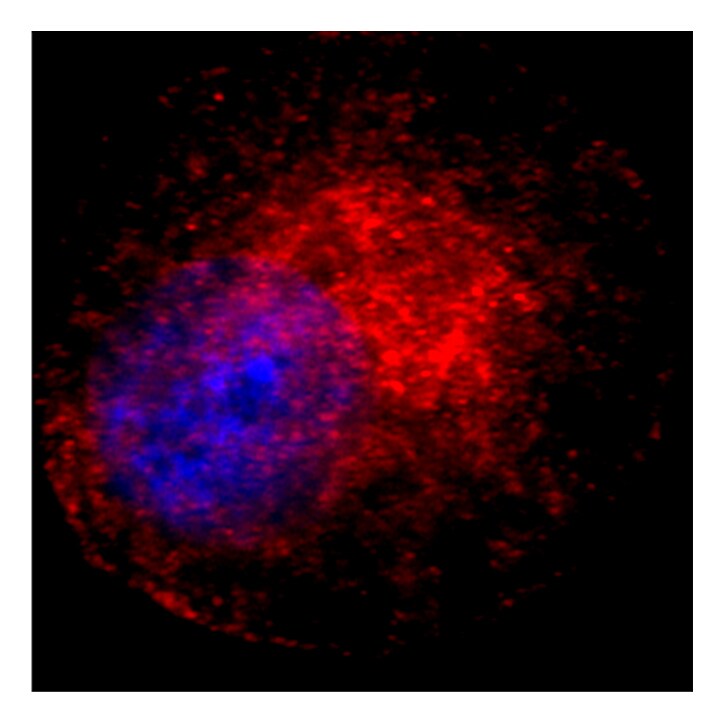 GOLGA4 Antibody - BSA Free NBP3-04456