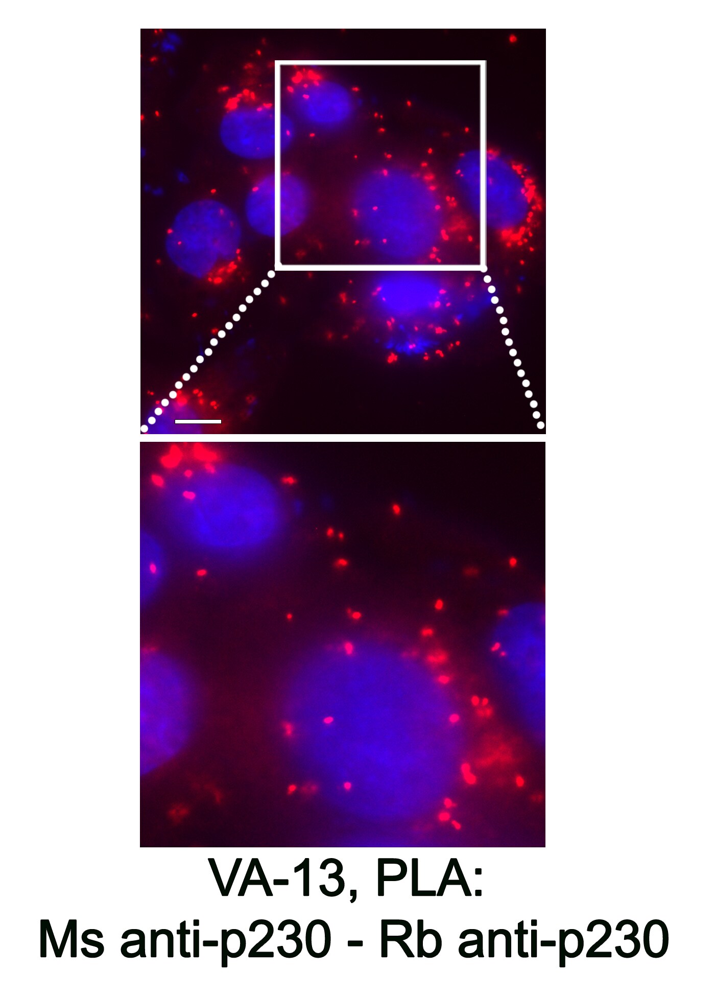 GOLGA4 Antibody - BSA Free NBP3-04456