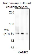 KANK2 Antibody - Azide and BSA Free NBP3-04645
