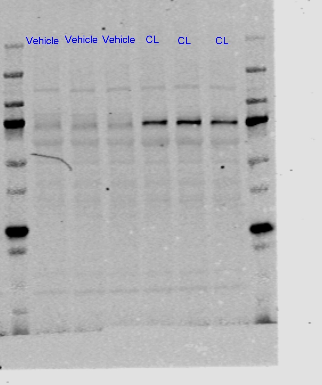 Hormone-sensitive Lipase/HSL [p Ser563] Antibody - Azide and BSA Free NBP3-05457