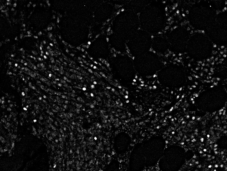 Cyclin E1 Antibody (CCNE1/2460) - Azide and BSA Free NBP3-08805