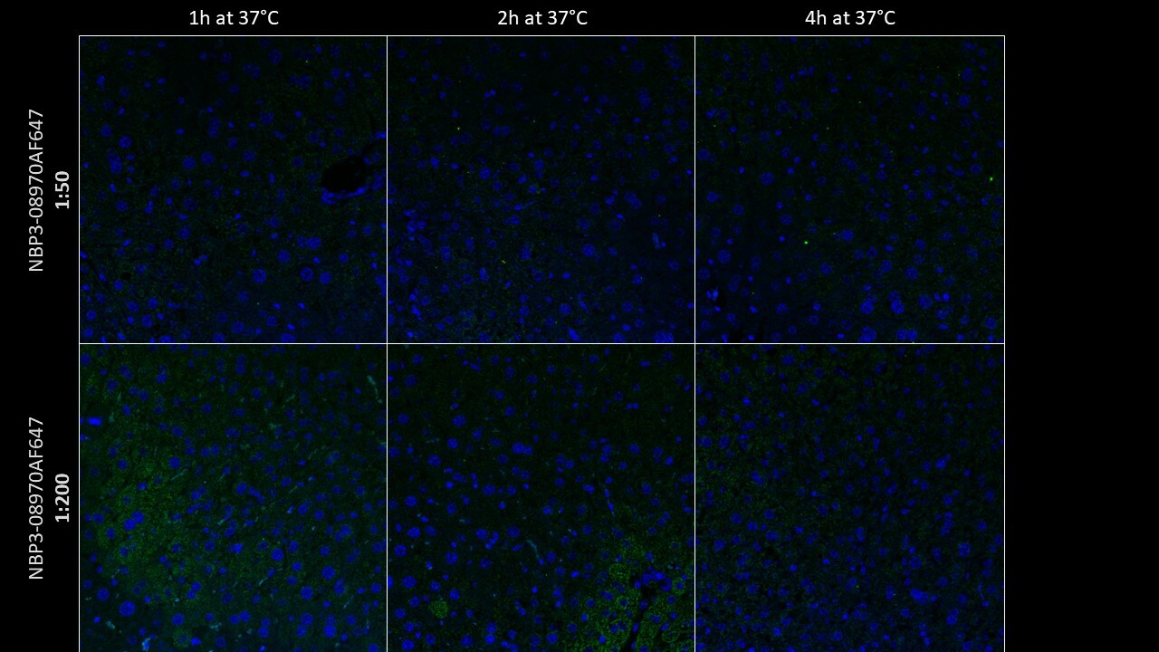 Hepatocyte Specific Antigen Antibody (HepPar1) [Alexa Fluor® 647] NBP3-08970AF647