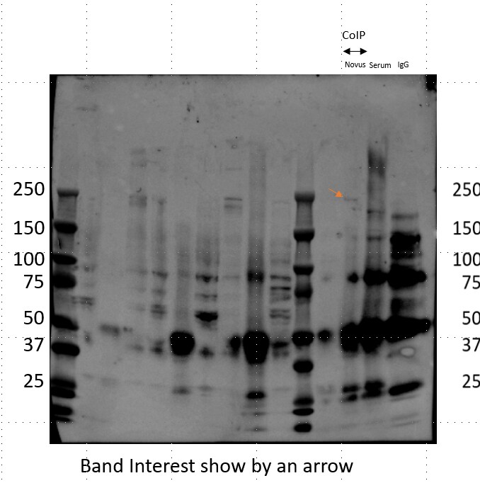 WDFY3 Antibody - BSA Free NBP3-09286