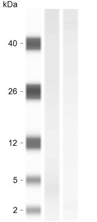 NDUFA4 Antibody - BSA Free NBP3-09939