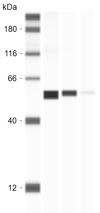 ATP5A Antibody (6M3B8) NBP3-15355