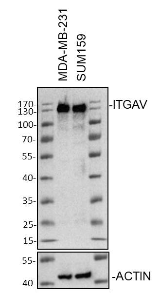 Integrin alpha V/CD51 Antibody (10T9N2) NBP3-15647