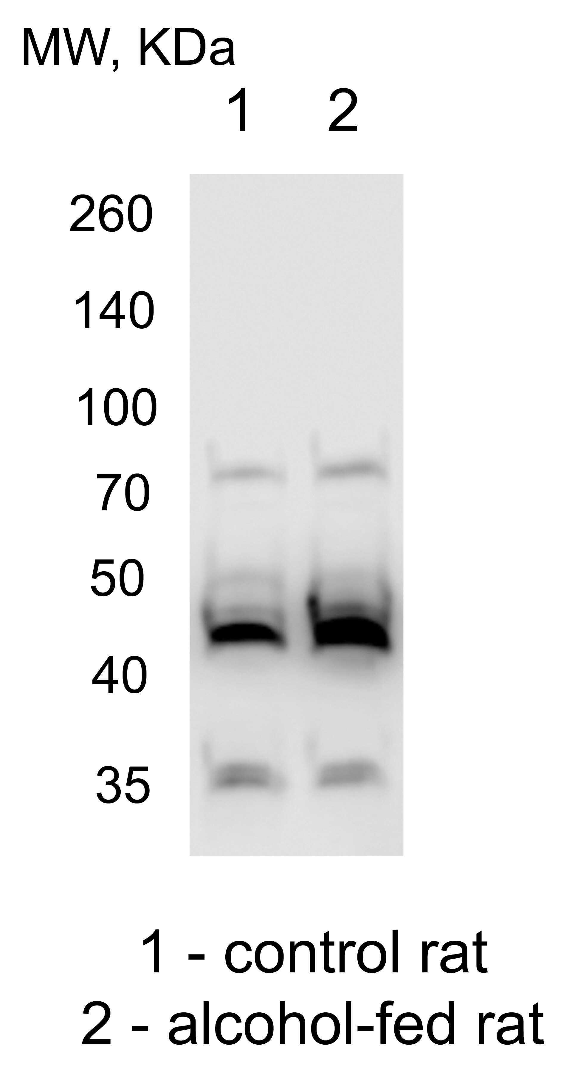 alcohol dehydrogenase Antibody (1X3C0) NBP3-15822
