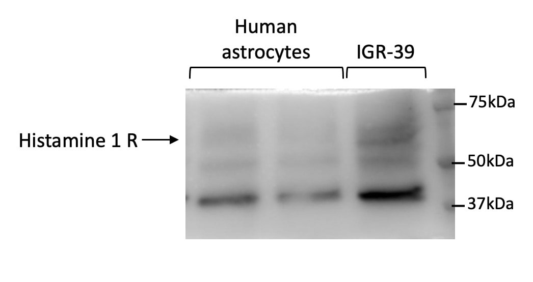 Histamine H1R Antibody - Azide and BSA Free NBP3-15963