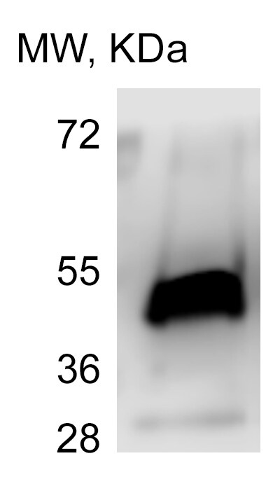 gamma Tubulin Antibody (5R3N3) NBP3-16852
