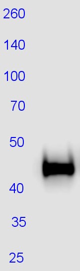 gamma Tubulin Antibody (5R3N3) NBP3-16852