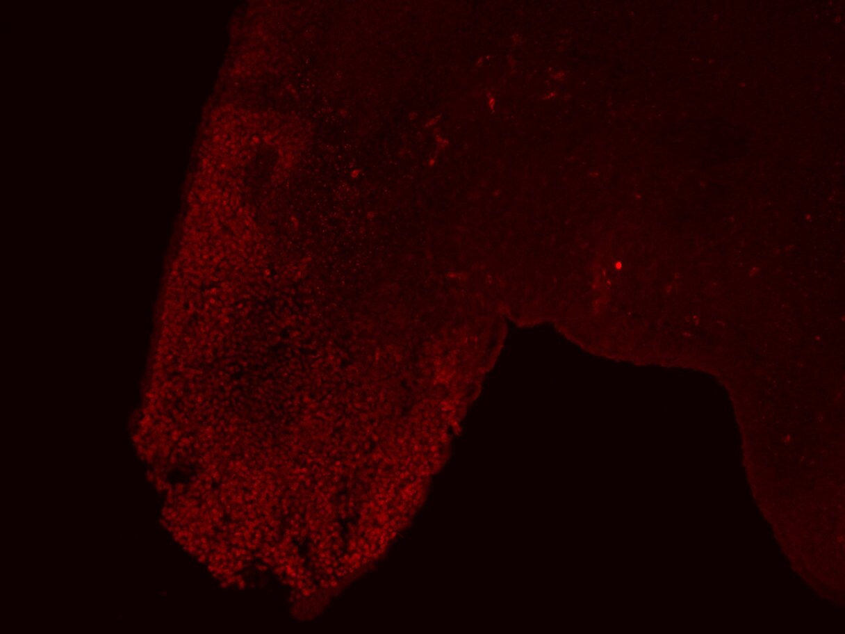 HOXA13 Antibody - BSA Free NBP3-17383