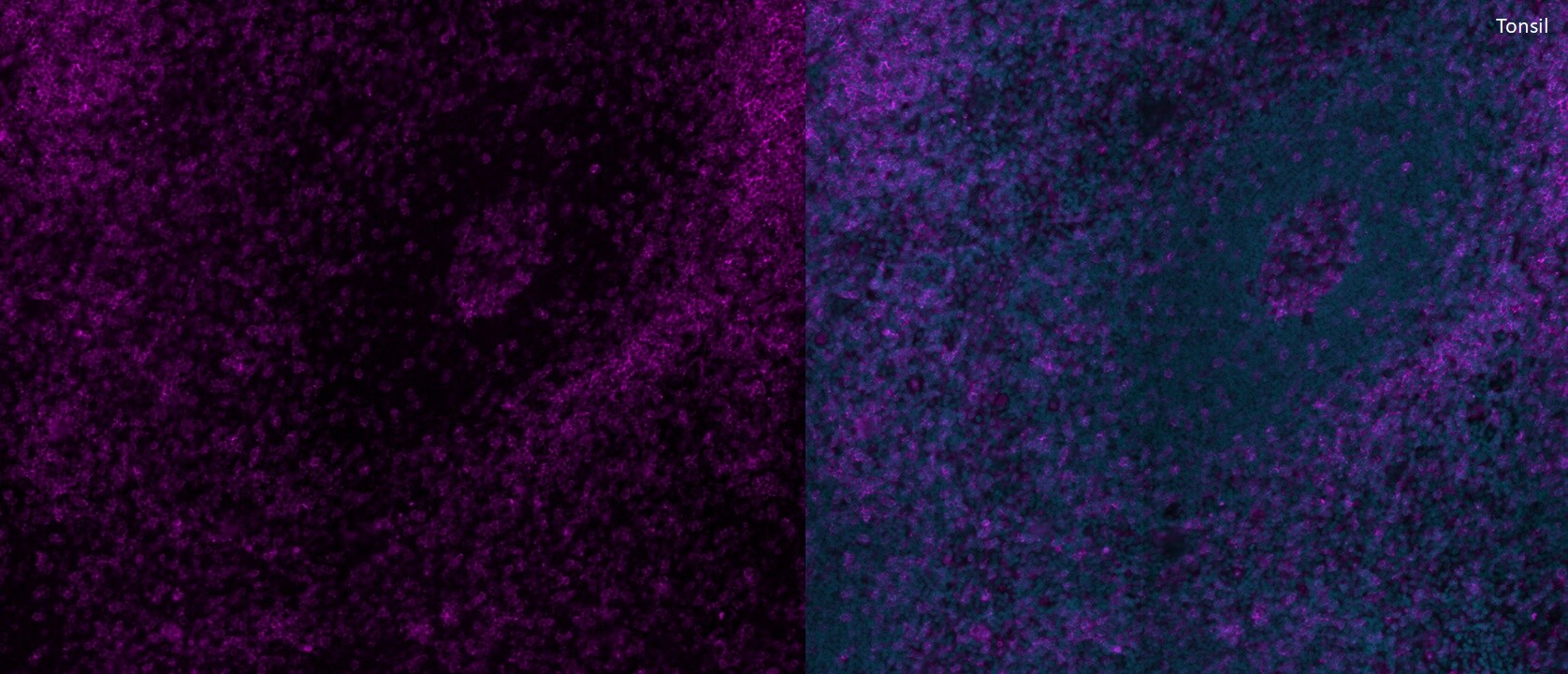 CD4 Antibody [Alexa Fluor® 647] NBP3-18057AF647