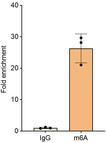 N6-methyladenosine (m6A) Antibody - BSA Free NBP3-18690