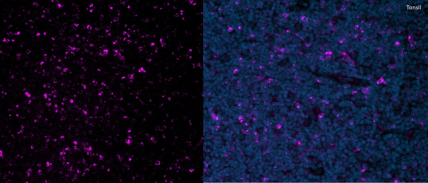 CTLA-4 Antibody (rCTLA4/7219) [Alexa Fluor® 647] NBP3-20809AF647