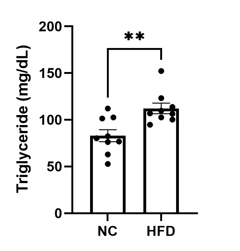 Triglyceride Assay Kit (Colorimetric) NBP3-24540