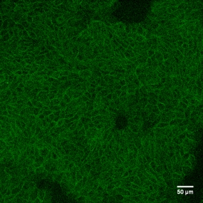 Goat IgG NorthernLights™ NL557-conjugated Antibody NL001