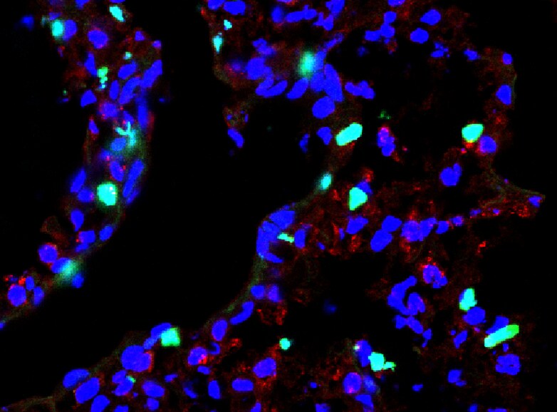 Goat IgG NorthernLights™ NL557-conjugated Antibody NL001
