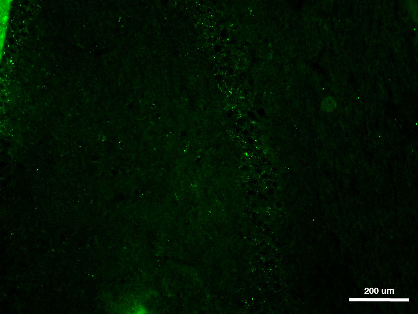 Goat IgG NorthernLights™ NL493-conjugated Antibody NL003