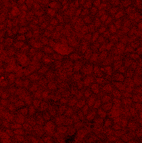 Rabbit IgG NorthernLights™ NL557-conjugated Antibody NL004