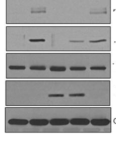 Mouse IgG NorthernLights™ NL493-conjugated Antibody NL009