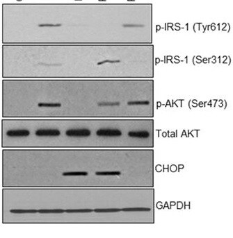 Mouse IgG NorthernLights™ NL493-conjugated Antibody NL009
