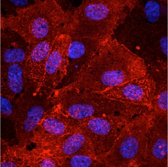 Sheep IgG NorthernLights™ NL557-conjugated Antibody NL010